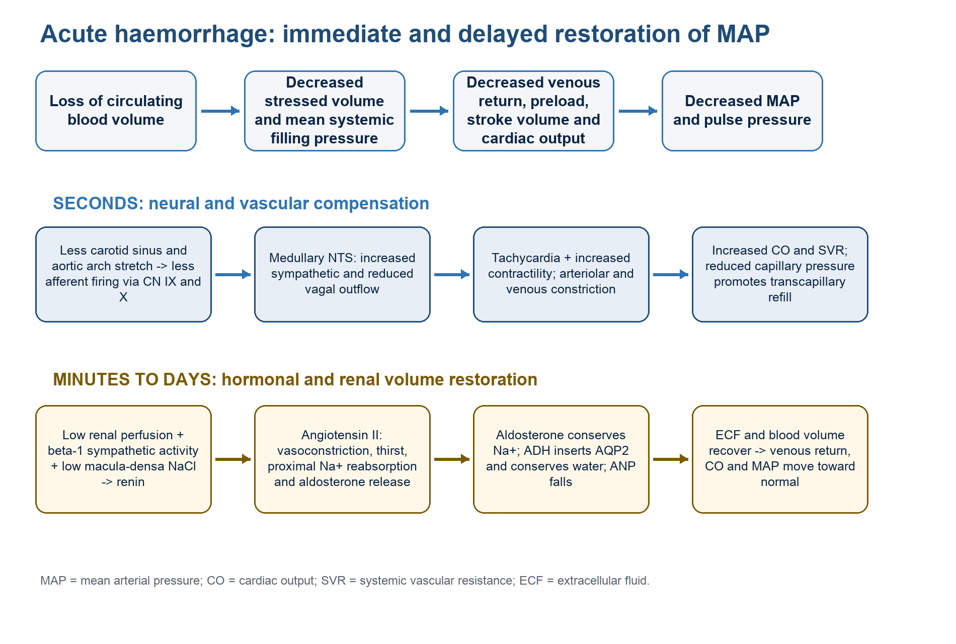 Flow diagram showing immediate neural and delayed hormonal responses to acute haemorrhage