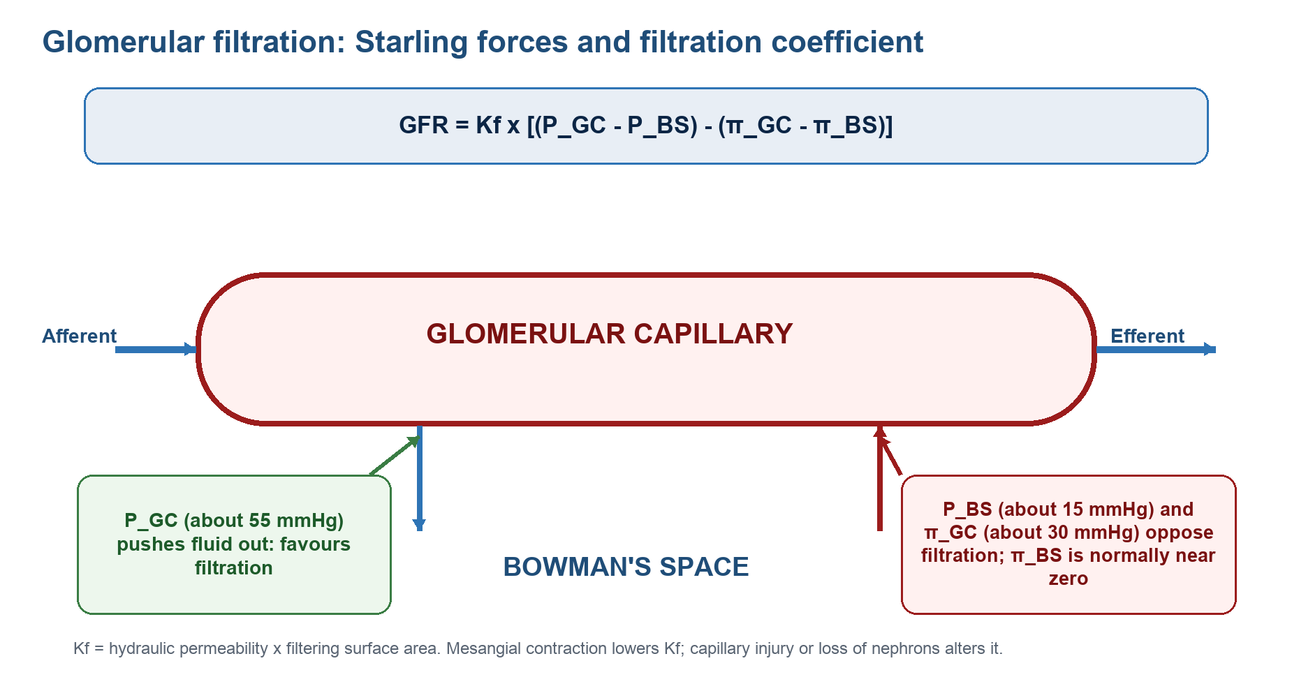 Diagram showing hydrostatic and oncotic pressures governing glomerular filtration