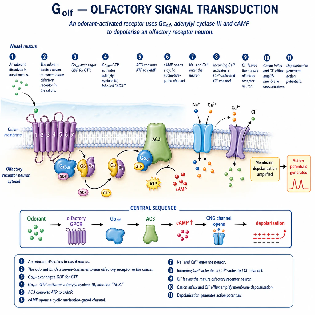 An odorant binds a seven-transmembrane olfactory receptor. Gαolf exchanges GDP for GTP and activates adenylyl cyclase III, converting ATP to cAMP. cAMP opens a cyclic-nucleotide-gated channel; sodium and calcium enter. Incoming calcium activates a calcium-activated chloride channel; chloride leaves the cell. Cation influx and chloride efflux together amplify depolarisation, generating action potentials.