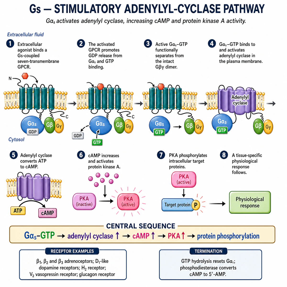 Gs pathway: agonist binds a Gs-coupled seven-transmembrane GPCR, GDP on Gαs is exchanged for GTP, Gαs-GTP activates adenylyl cyclase, ATP is converted to cAMP, cAMP activates protein kinase A, which phosphorylates target proteins to produce a physiological response. Receptor examples: β1, β2 and β3 adrenoceptors, D1-like dopamine receptors, H2 receptor, V2 vasopressin receptor, glucagon receptor. Termination: GTP hydrolysis resets Gαs; phosphodiesterase converts cAMP to 5′-AMP.
