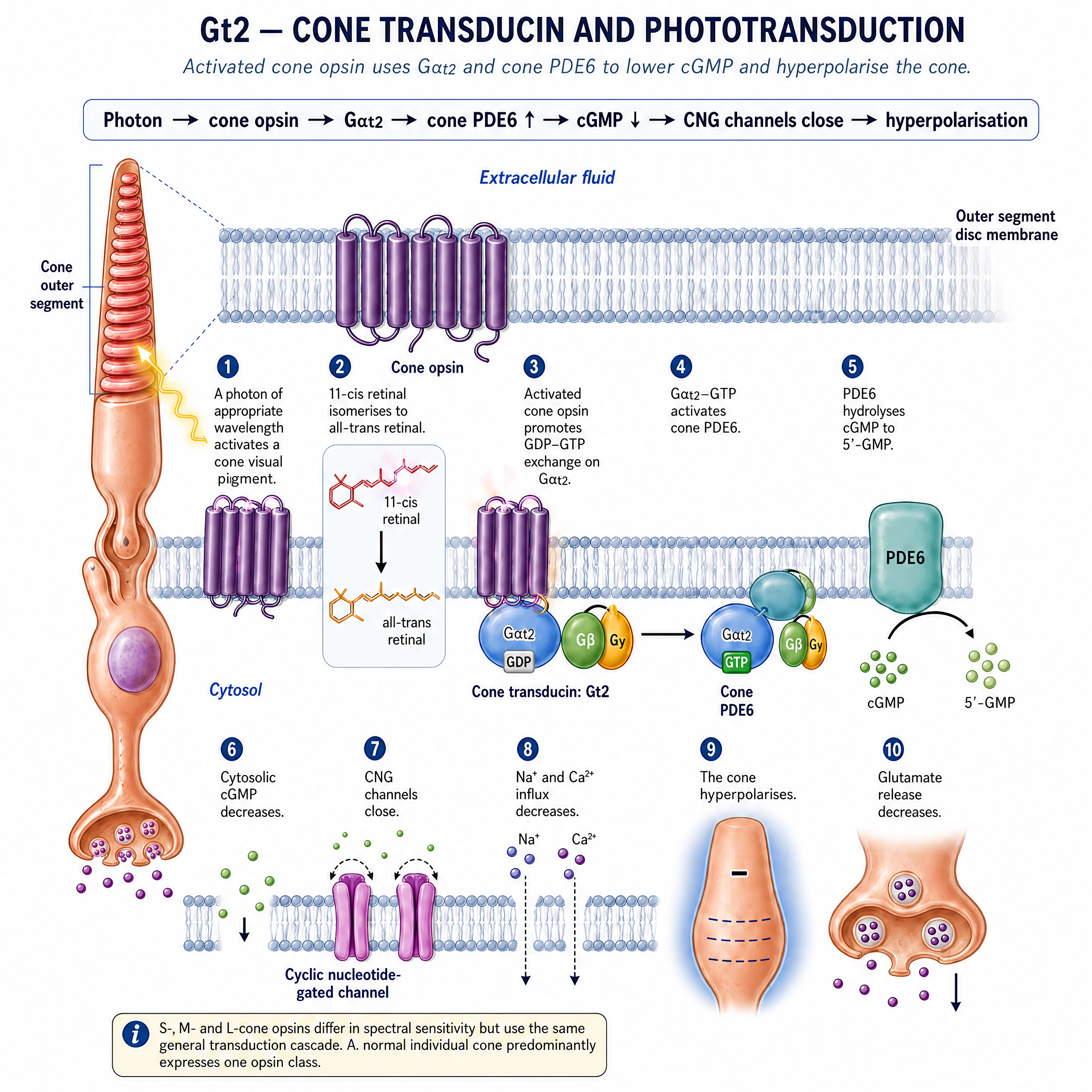 A photon activates a cone visual pigment; 11-cis retinal isomerises to all-trans retinal; activated cone opsin promotes GDP-GTP exchange on Gαt2; Gαt2-GTP activates cone phosphodiesterase-6, which hydrolyses cGMP; cytosolic cGMP falls; cyclic-nucleotide-gated channels close; sodium and calcium influx falls; the cone hyperpolarises; glutamate release falls.