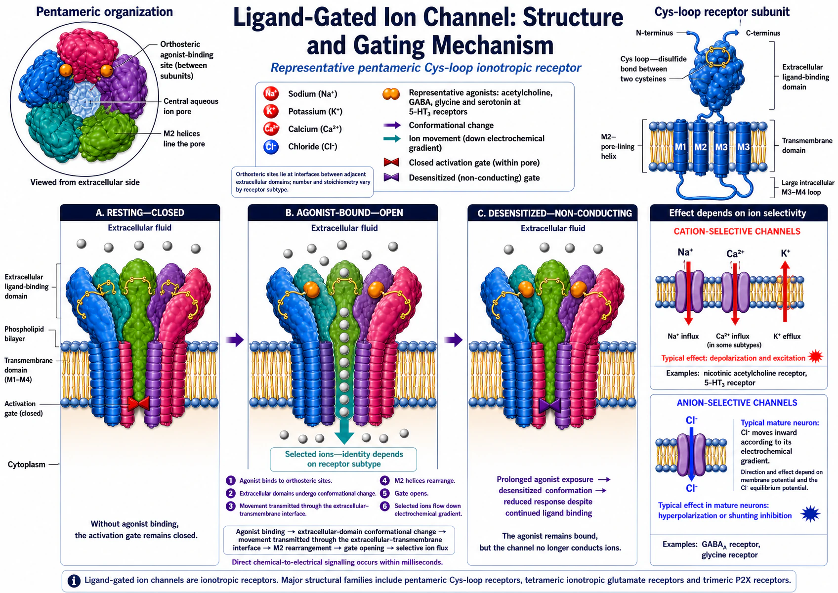 Representative pentameric Cys-loop ligand-gated ion channel shown in three states: A resting/closed, with the activation gate shut and no ion flux regardless of gradient; B agonist-bound/open, where binding at the orthosteric sites between subunits opens the gate via a conformational change through the M2 pore-lining helices; C desensitised/non-conducting, where prolonged agonist exposure produces a further conformational change to a non-conducting state despite continued binding. A side panel shows cation-selective channels (nicotinic acetylcholine, 5-HT3) conducting Na⁺/Ca²⁺ influx and K⁺ efflux — typically depolarising — versus anion-selective channels (GABA-A, glycine) conducting Cl⁻.