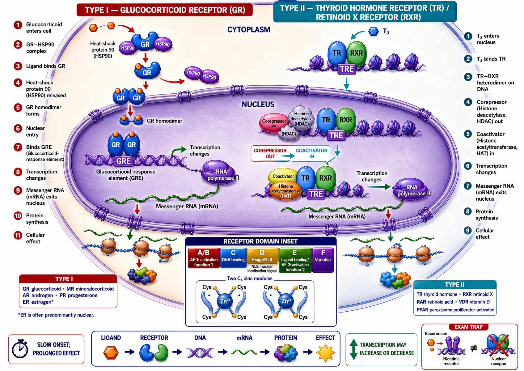 Type I — glucocorticoid receptor: glucocorticoid enters the cell, binds the GR-HSP90 complex, HSP90 is released, GR forms a homodimer, enters the nucleus, binds the glucocorticoid-response element, and changes transcription. Type II — thyroid hormone receptor / retinoid X receptor: T3 binds TR already heterodimerised with RXR on DNA; a corepressor is exchanged for a coactivator, changing transcription. A domain inset shows the DNA-binding zinc-finger and ligand-binding regions. An exam-trap panel distinguishes the nicotinic receptor, rocuronium's target, from a nuclear receptor.