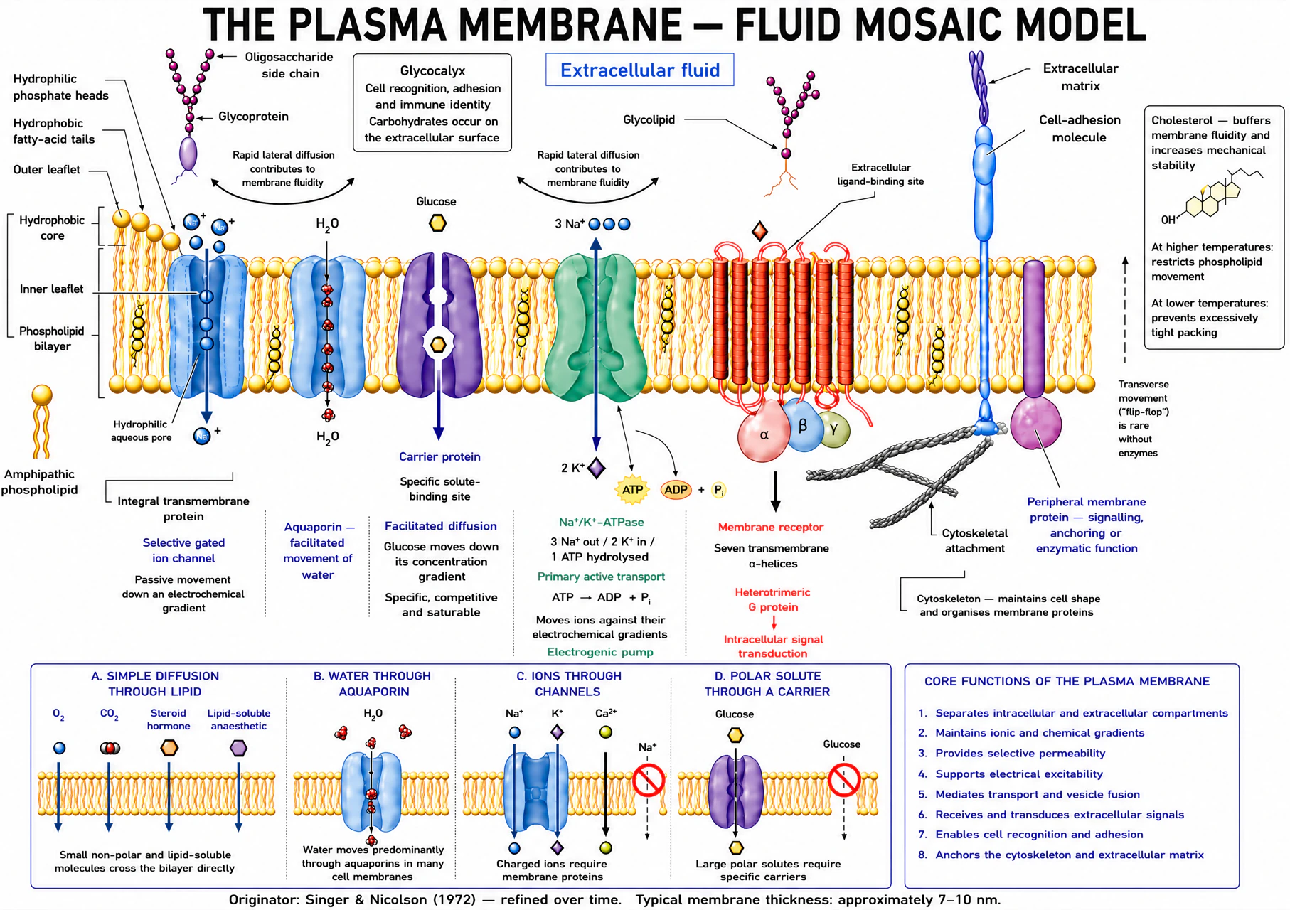 Cross-section of the plasma membrane: outer and inner leaflets of phospholipids with hydrophilic heads and hydrophobic tails, an integral transmembrane ion channel with a selective gated pore, an aquaporin for facilitated water movement, a carrier protein with a specific solute-binding site (facilitated diffusion, saturable), the Na⁺/K⁺-ATPase moving 3 Na⁺ out and 2 K⁺ in per ATP hydrolysed as an electrogenic primary active pump, a seven-transmembrane G-protein-coupled receptor with an intracellular heterotrimeric G protein, a cell-adhesion molecule linked to the cytoskeleton, a glycoprotein and glycolipid with extracellular oligosaccharide chains forming the glycocalyx, and cholesterol shown buffering fluidity — restricting phospholipid movement at higher temperature and preventing overly tight packing at lower temperature. A bottom panel compares simple diffusion through lipid, water movement through aquaporin, ion movement through channels, and polar-solute movement through a carrier. A side panel lists the eight core functions of the plasma membrane.