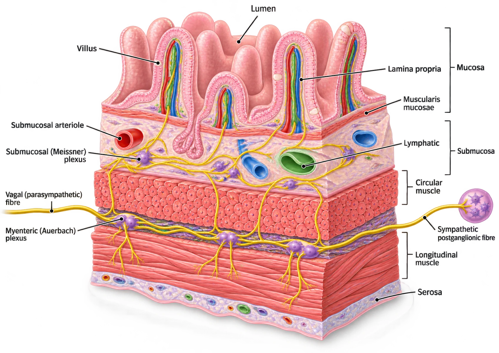 Cutaway block of small-intestinal wall showing, from the lumen inwards: villi with a central lacteal and capillary network, lamina propria, muscularis mucosae, submucosa containing the submucosal plexus with an arteriole and a lymphatic, the circular muscle layer, the myenteric plexus between the muscle layers, the longitudinal muscle layer, and the serosa. A vagal fibre enters from the left and a sympathetic postganglionic fibre from the right, both reaching the plexuses.