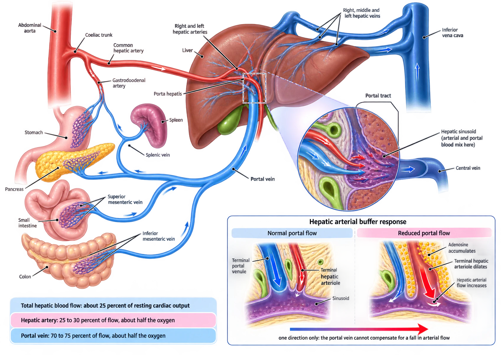 The hepatic blood supply. The coeliac trunk arises from the abdominal aorta and gives the common hepatic artery, which after the gastroduodenal artery enters the porta hepatis as the right and left hepatic arteries. The portal vein is formed from the superior mesenteric, splenic and inferior mesenteric veins draining stomach, spleen, pancreas, small intestine and colon. Hepatic veins drain to the inferior vena cava. An inset shows arterial and portal blood mixing in a hepatic sinusoid and draining to a central vein. A second panel shows the hepatic arterial buffer response with normal and reduced portal flow, adenosine accumulating and the terminal hepatic arteriole dilating.