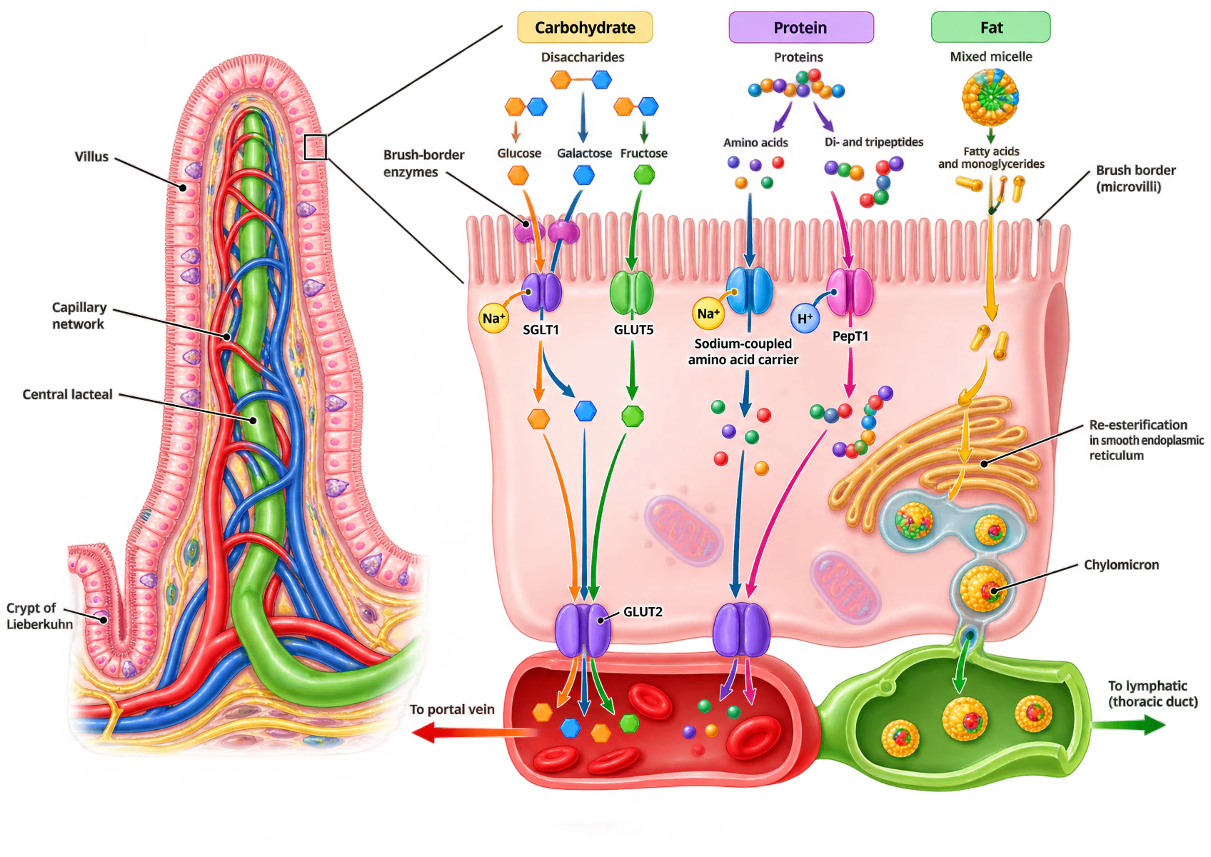 A single intestinal villus with its arteriole, venule and central lacteal, beside an enlarged enterocyte showing the three absorptive routes. Carbohydrate: disaccharides cleaved by brush-border enzymes to glucose, galactose and fructose, with glucose and galactose entering by the sodium-coupled SGLT1 and fructose by GLUT5, all leaving basolaterally by GLUT2 to the portal vein. Protein: amino acids by a sodium-coupled carrier and di- and tripeptides by the hydrogen-coupled PepT1, also to the portal vein. Fat: mixed micelles releasing fatty acids and monoglycerides which are re-esterified in smooth endoplasmic reticulum, packaged as chylomicrons and released into the lacteal to the thoracic duct.