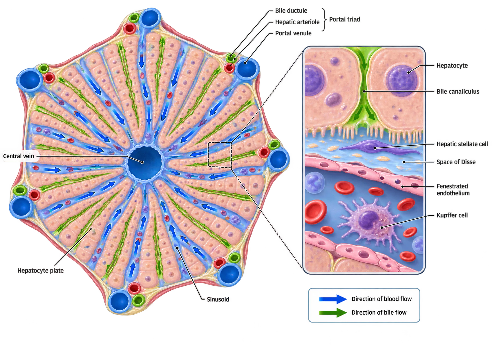 A hexagonal hepatic lobule with a central vein at its centre and portal triads at its corners, each triad containing a portal venule, hepatic arteriole and bile ductule. Plates of hepatocytes radiate outwards from the central vein with sinusoids between them, arrows showing blood flowing inwards from the corners to the centre, and green bile canaliculi running along the hepatocyte plates. An inset shows two hepatocytes with the bile canaliculus between them, the space of Disse containing a hepatic stellate cell, fenestrated endothelium and a Kupffer cell in the sinusoid.
