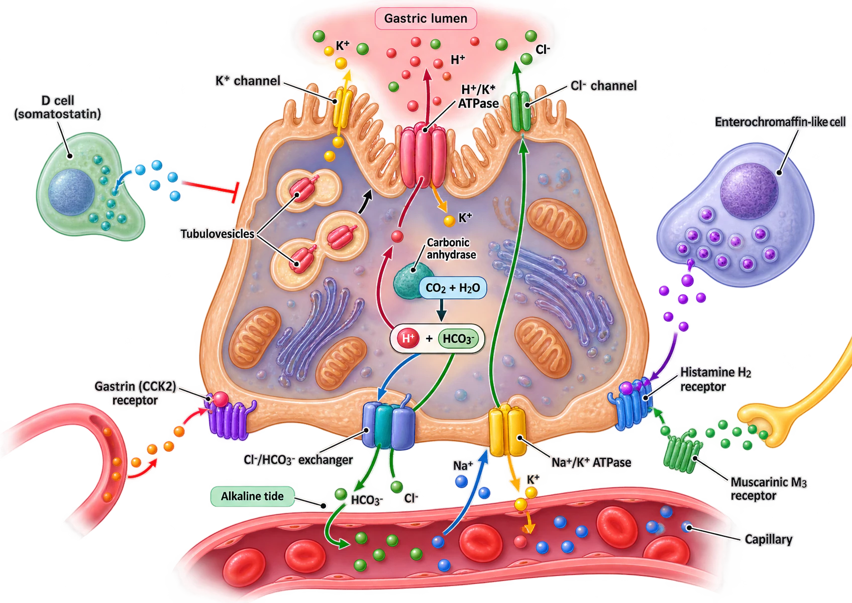 A parietal cell drawn between the gastric lumen above and a capillary below. At the apical membrane, an H+/K+ ATPase exchanges hydrogen for potassium, with separate potassium and chloride channels beside it, and tubulovesicles fusing with the membrane. Within the cytoplasm, carbonic anhydrase converts carbon dioxide and water to hydrogen and bicarbonate. At the basolateral membrane, a chloride-bicarbonate exchanger returns bicarbonate to the blood as the alkaline tide, a sodium-potassium ATPase maintains the ionic gradients, and gastrin, histamine and muscarinic receptors receive their ligands. A D cell at the left releases somatostatin, shown inhibiting the cell, and an enterochromaffin-like cell at the right releases histamine.
