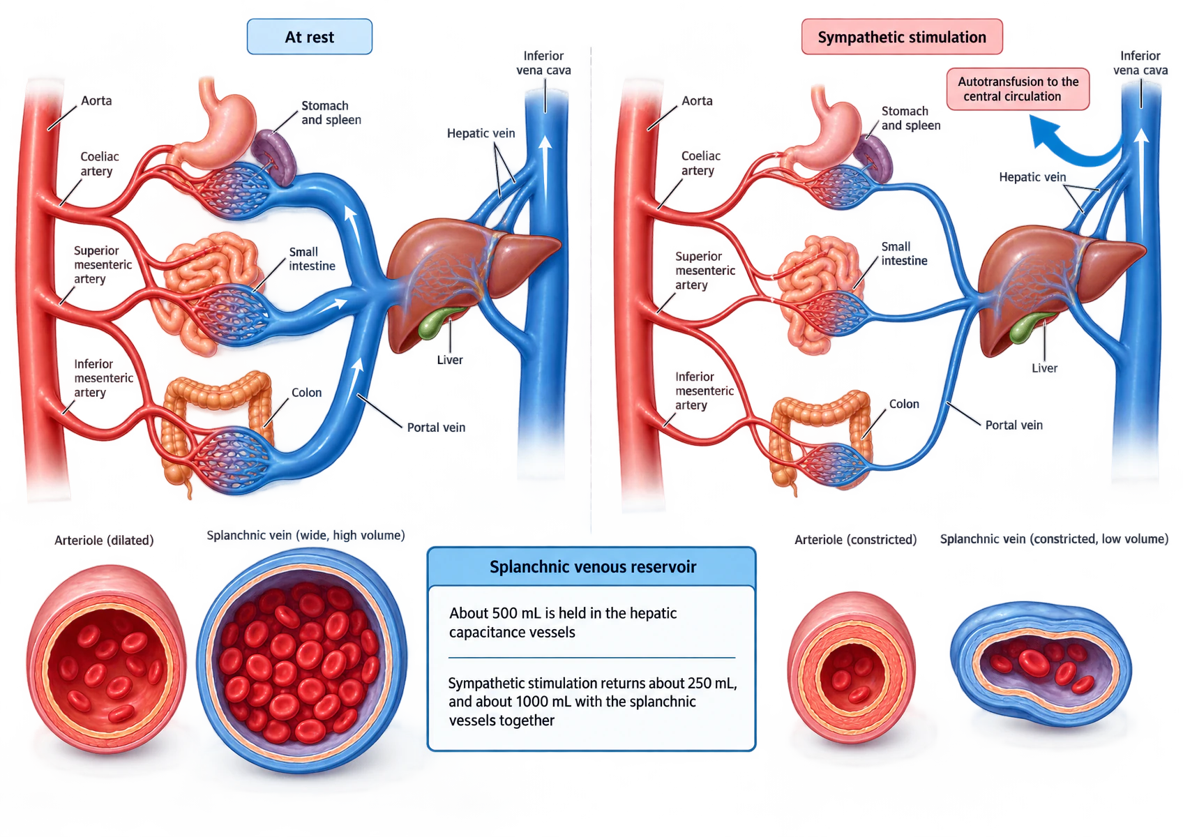 Two panels comparing the splanchnic circulation at rest and under sympathetic stimulation. Each shows the aorta giving off the coeliac, superior mesenteric and inferior mesenteric arteries to the stomach and spleen, small intestine and colon, whose capillary beds drain into the portal vein and then the liver, hepatic veins and inferior vena cava. Below, cross-sections contrast a dilated arteriole and a wide, blood-filled splanchnic vein at rest with a constricted arteriole and a collapsed vein under sympathetic stimulation.